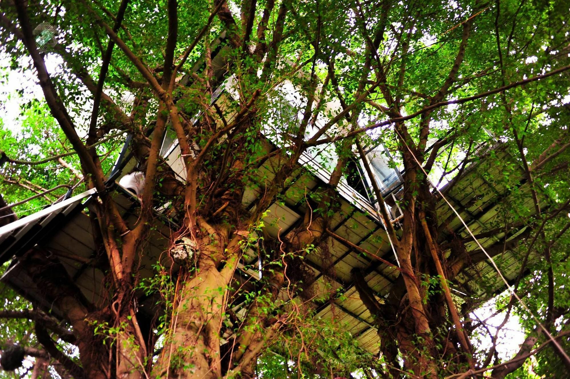 Dao Anh Khanh Tree House Hanoi Kültér fotó